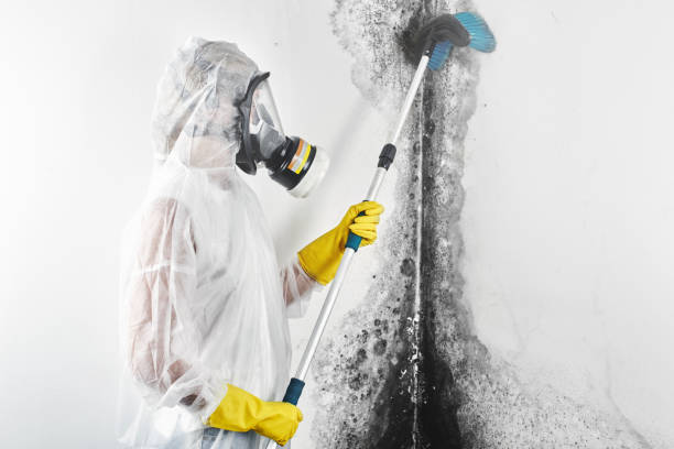 Best Black Mold Removal  in Payette, ID