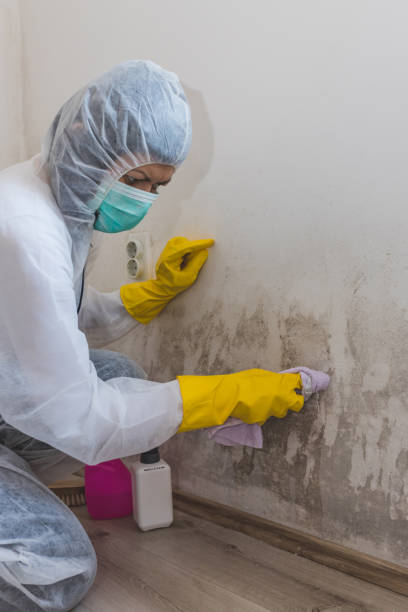 Best Attic Mold Removal  in Payette, ID