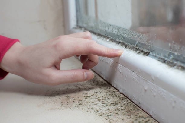 Trusted Payette, ID Mold Removal Experts
